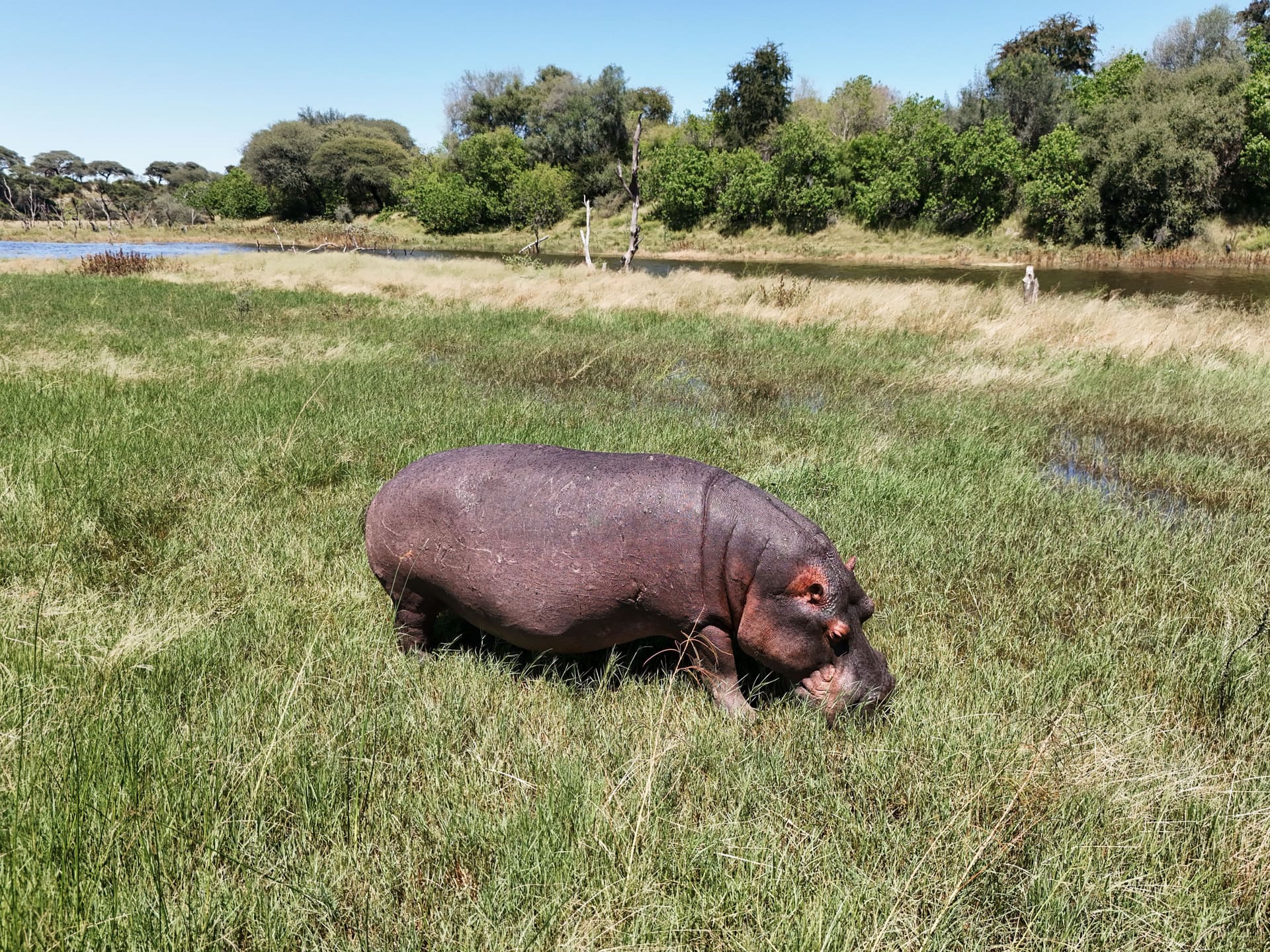 Wildlife check list